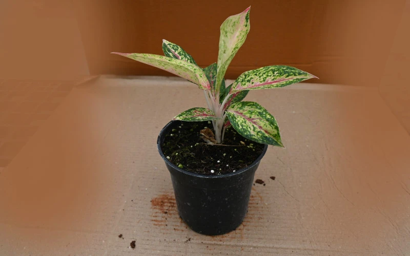 Aglaonema