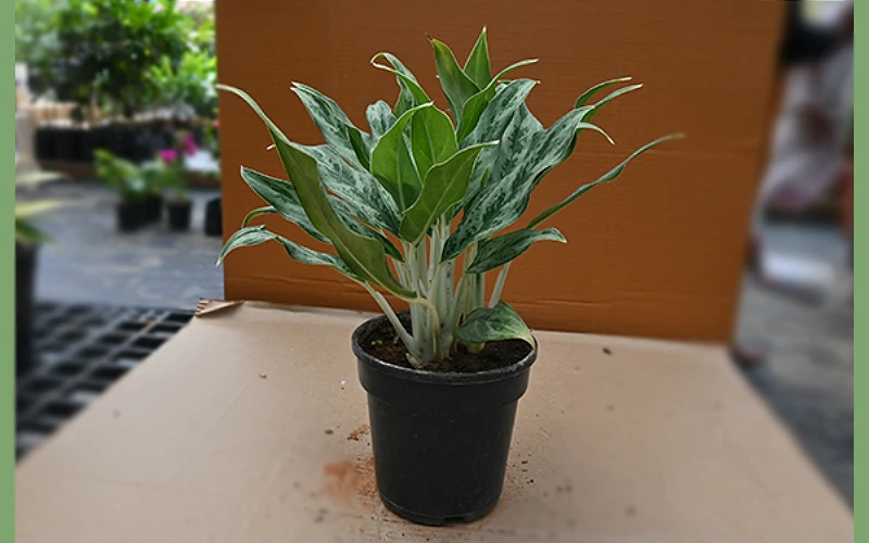 Aglaonema cutlass