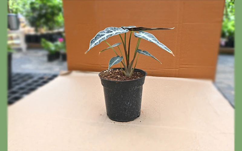 alocasia bambino