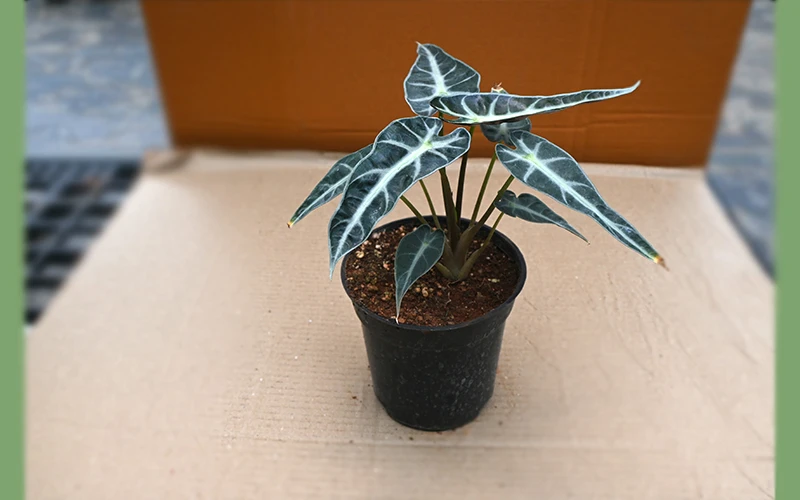 alocasia bambino