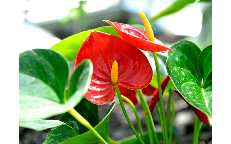 Anthurium