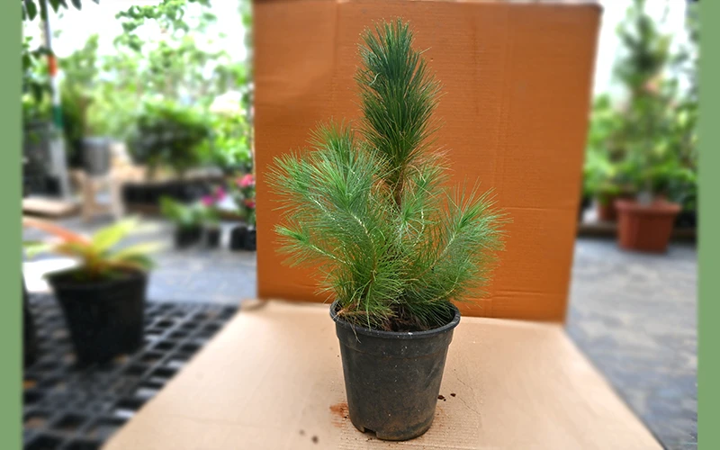Blue pine