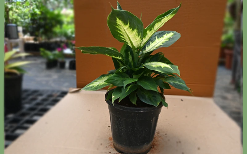 Diffenbachia Camille