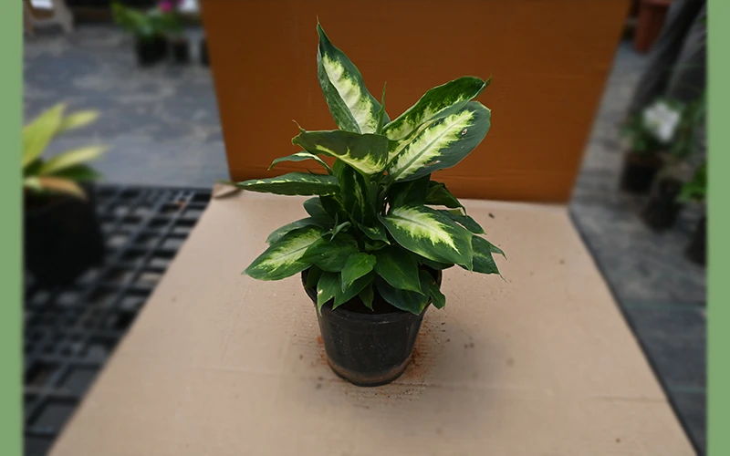 Diffenbachia Camille