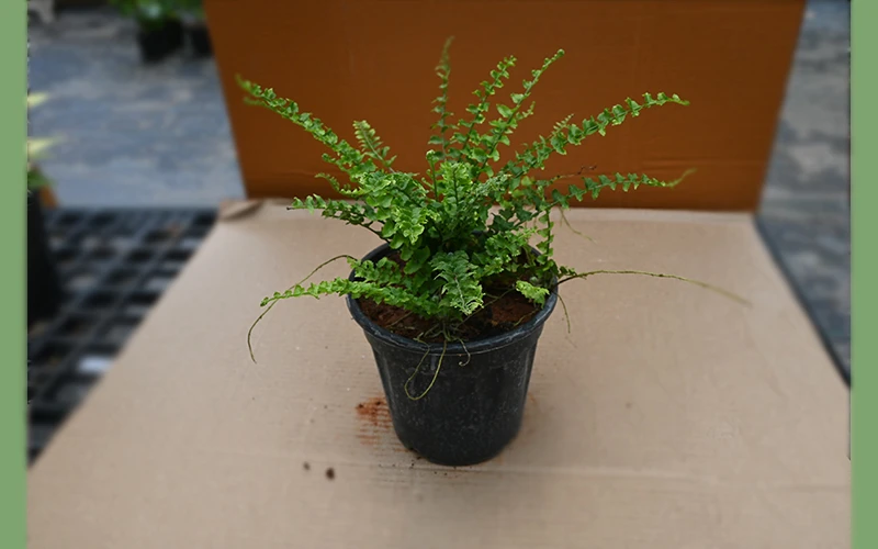 DRACAENA NA COLORAMA MARGINATA