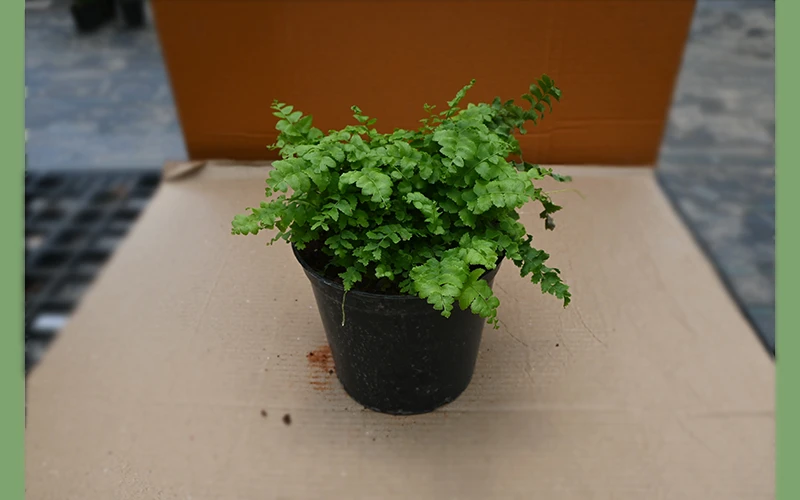 DRACAENA NA COLORAMA MARGINATA