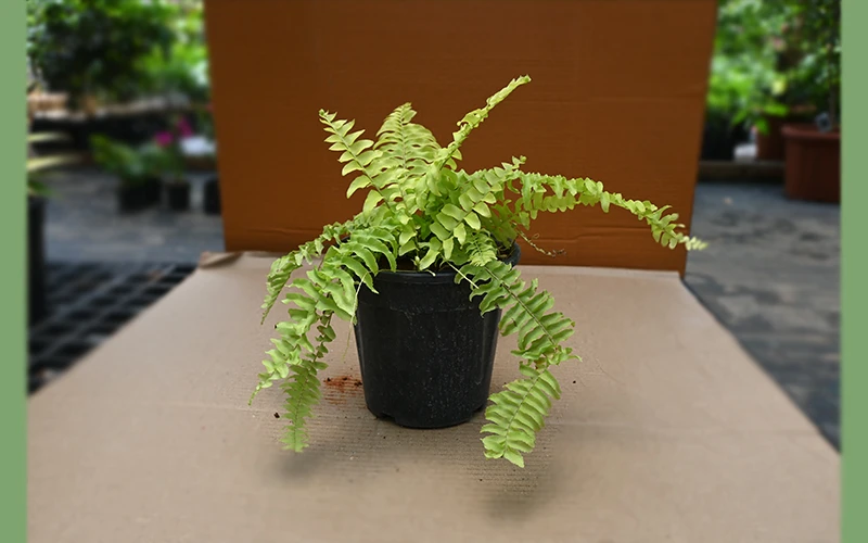 DRACAENA NA COLORAMA MARGINATA